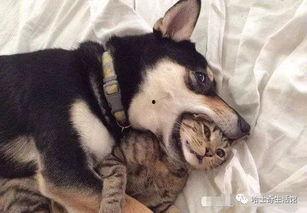 呆狗看爆料视频违法吗,呆狗看爆料视频是否违法引发热议